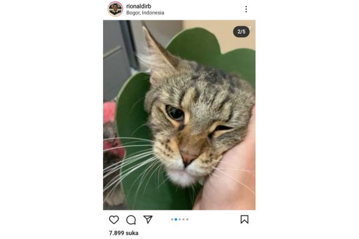 Kasus Kucing Maine Coon Disiram Air Panas di Bogor, Begini Kata Polisi