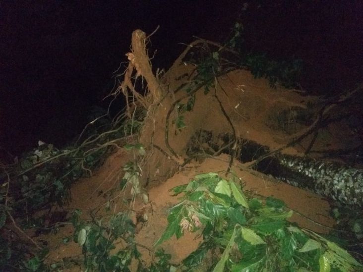 Hujan Angin Sebabkan Pohon Tumbang dan Longsor di Lampung Utara