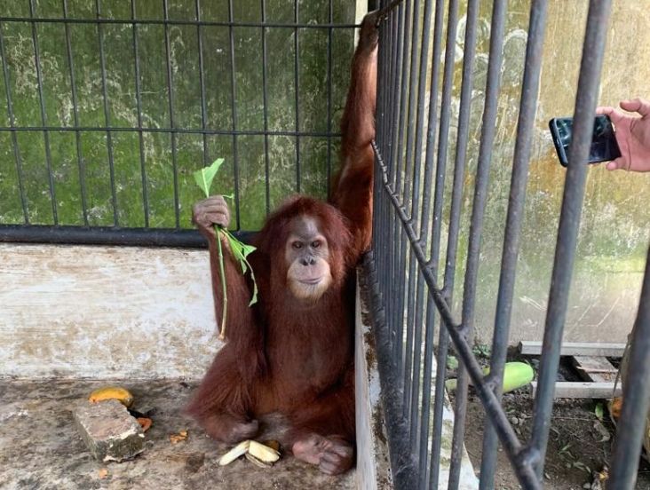 Orangutan Sumatera yang Disita di Rumah Bupati Langkat Infeksi Gusi