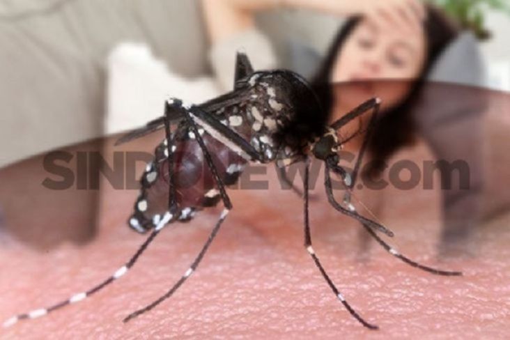 Musim Hujan Rawan DBD, Ini Waktu Kritis Seseorang Terkena Gigitan Nyamuk Aedes Aegypti