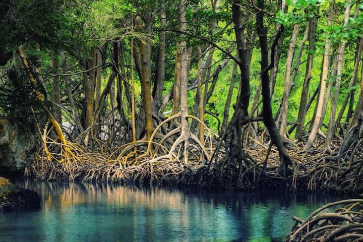 Restorasi Lahan Gambut Indonesia Berada di Jalur yang Tepat, Hutan Bakau Masih Macet