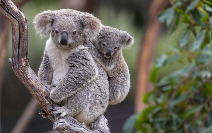 Fakta Ini! Dorong Australia Selamatkan Koala dari Ancaman Kepunahan