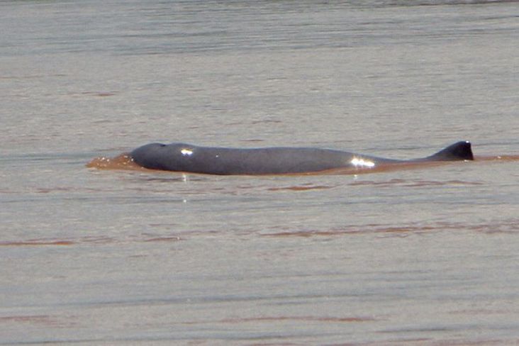 Saudara Pesut Mahakam, Lumba-lumba Irrawaddy Terakhir Mati Terjerat Alat Pancing
