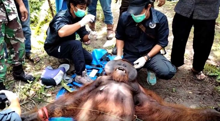 Penampakan Orangutan Nyasar di Perkebunan Sawit, Akhirnya Dievakuasi dan Dilepasliarkan