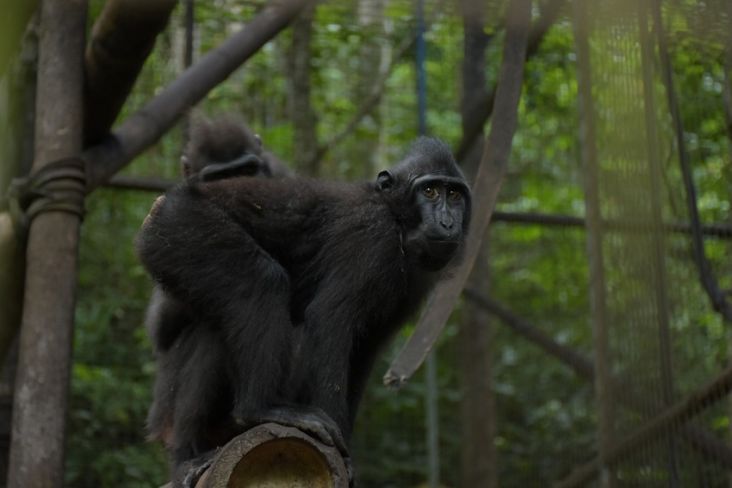 Raih Indonesia Green Award 2022, Begini Kehebatan Konservasi Monyet Yaki PGE Lahendong