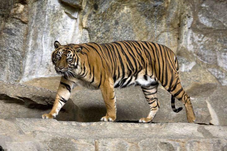 Harimau Sumatera Terkam Pekerja Proyek di Jambi hingga Tewas