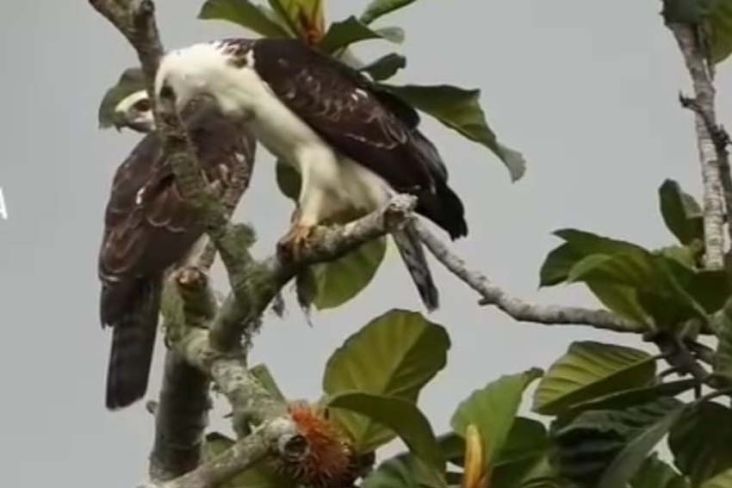 Kelahiran Sang Garuda dari Timur, Taman Nasional Tambora Sambut Kehadiran Anak Elang Flores