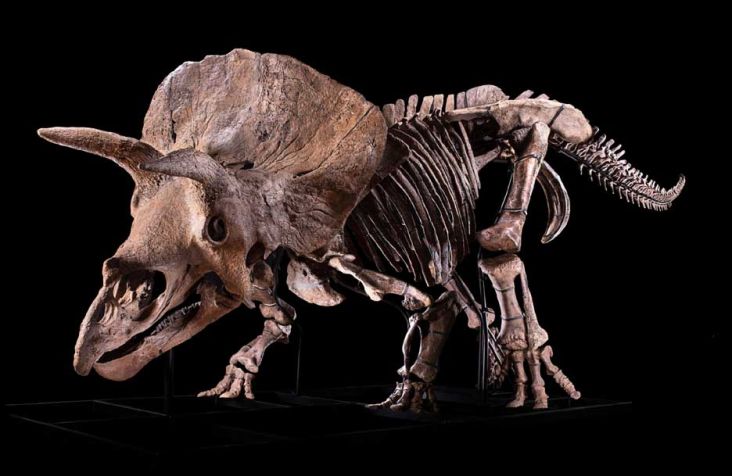 Triceratops Terbesar di Dunia Ini Mati Setelah Bertarung dengan Rekannya