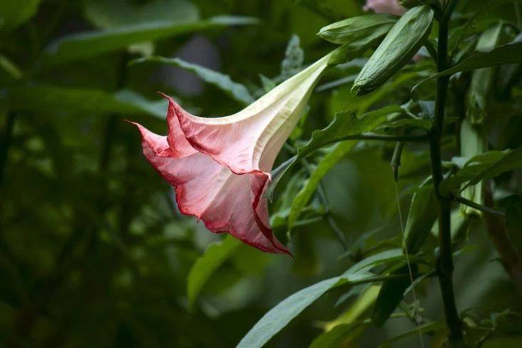 5 Bunga Cantik tapi Beracun, Ada Kecubung dari Indonesia