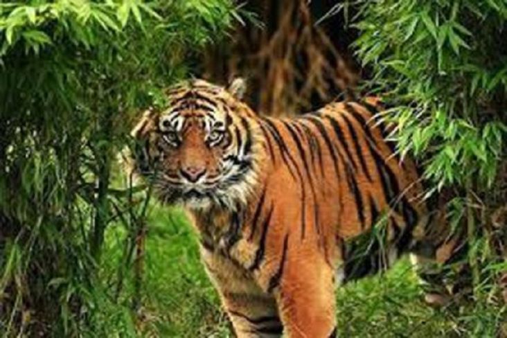Gawat! Harimau Sumatera di Jambi Kurang dari 200 Ekor Akibat Konflik dengan Manusia