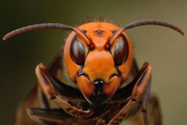 Lebah Asia Serang Inggris, Warga Diminta Waspada