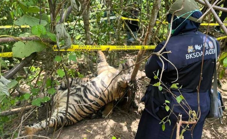 3 Harimau Sumatera Ditemukan Mati Kena Jerat di Aceh Timur