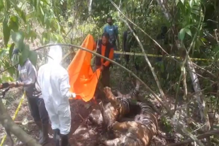 Memilukan! 3 Harimau Sumatera Kembali Ditemukan Tewas Terkena Jerat Babi