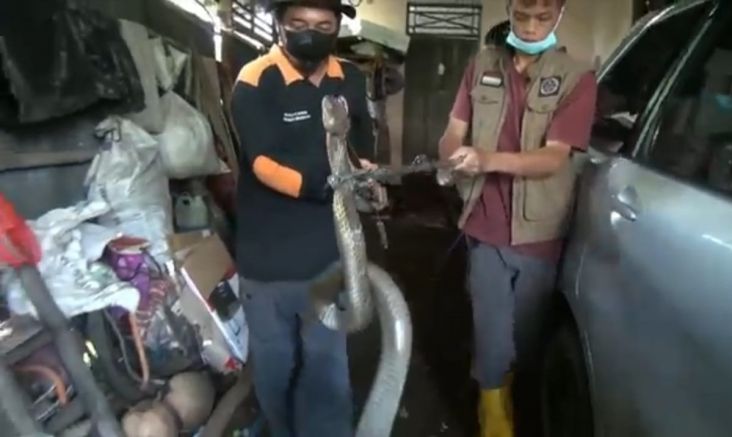 King Kobra Sepanjang 3 Meter Masuk Garasi Serang Pemilik Rumah