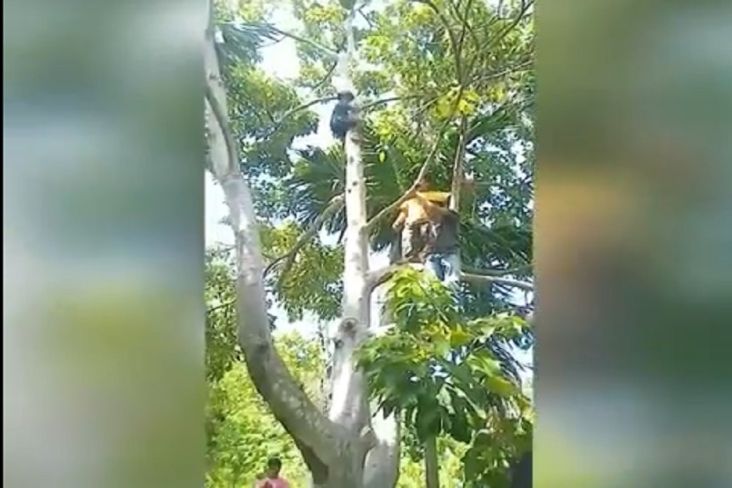 Ngeri! Pria Aceh Ini Luka Parah Diterkam Harimau, Selamat karena Memanjat Pohon Kemiri