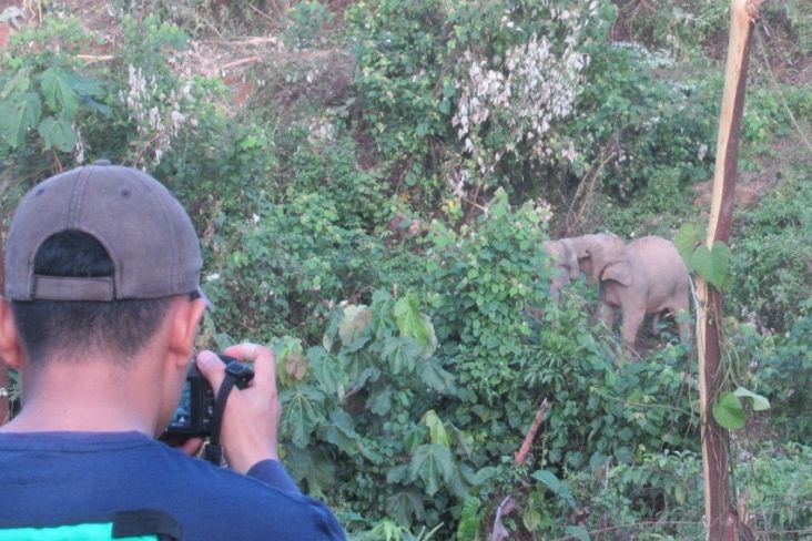 Populasi Gajah Sumatera dan Orang Utan di Kawasan Konservasi RLU Terpantau Sehat dan Bertambah