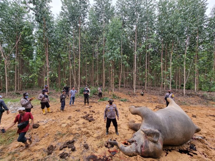 Gajah Hamil Mati Berlumuran Darah, Kawanannya Mengamuk Rusak Rumah Warga