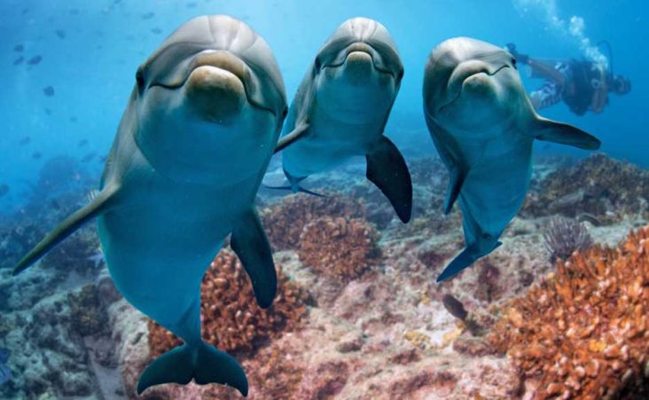 Ini Cara Unik Lumba-lumba Mencari Teman Sejati