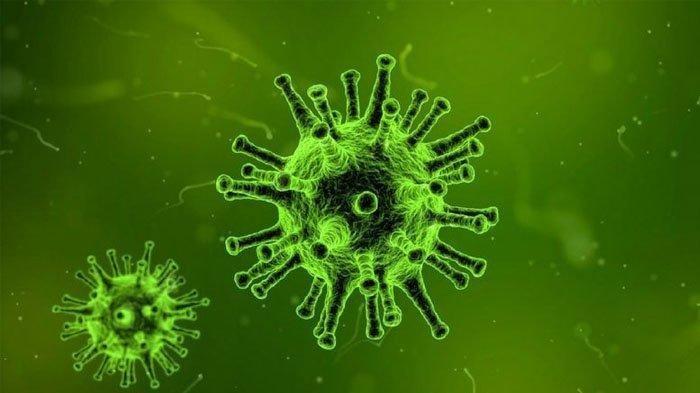 Lebih Mematikan dari Covid-19, Virus Hendra Menular dari Hewan ke Manusia