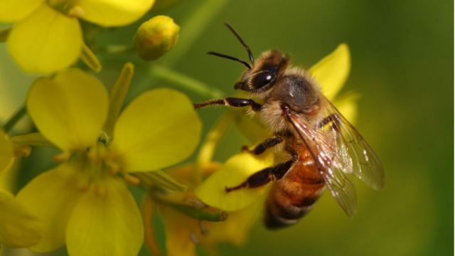 Terancam Punah, Membunuh Lebah di AS Bisa Masuk Penjara