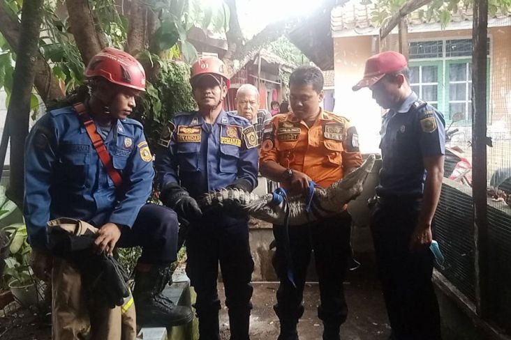 Mulai Agresif, Buaya 1,5 Meter Dievakuasi Damkar Bogor dari Rumah Warga