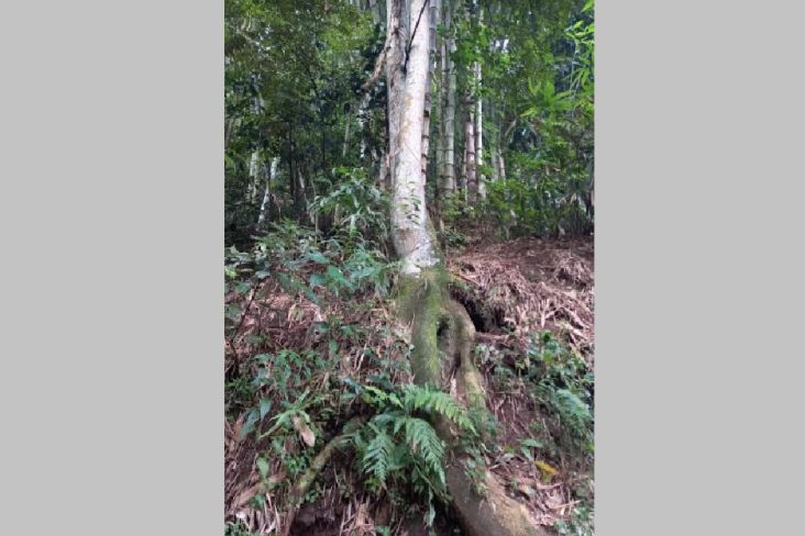 Petilasan Laskar Pangeran Diponegoro Ditumbuhi Pohon Blondo Berusia Ratusan Tahun