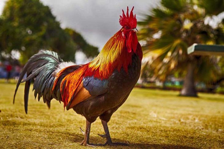 Kisah Ayam yang Pernah Dipuja Sebagai Burung Eksotis Berabad-Abad, Sekarang Jadi Santapan Lezat