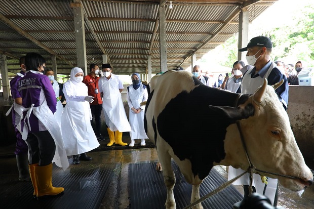 Jelang Idul Adha, Gubernur Khofifah Kawal dan Pantau Langsung Distribusi Vaksin PMK di Jatim