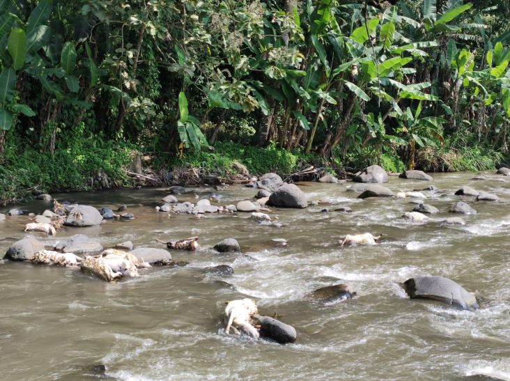 50 Ekor Kambing Mati Hanyut di Sungai Serang Semarang, Diduga Sengaja Dibuang
