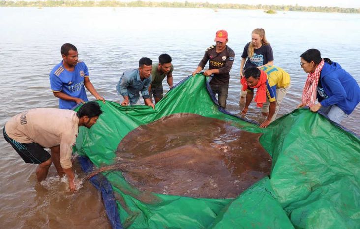 Ukuran Ikan Air Tawar Terbesar di Mekong, Kalahkan Rekor Lele Seberat 293 Kg