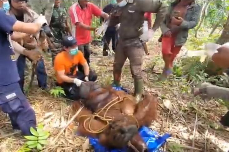 Dramatis! Tembakan Bius Menyalak saat Petugas BKSDA Evakuasi Orangutan Berbobot 88 Kg