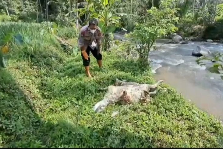 97 Bangkai Kambing Positif PMK Dibuang di Sungai Serang, Polisi Periksa 1 Saksi