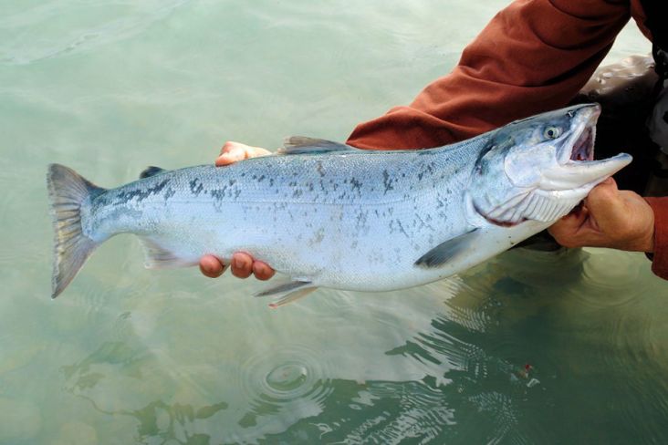 5 Negara Penghasil Ikan Salmon Terbesar di Dunia