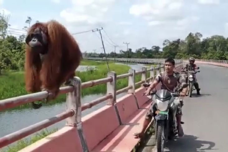 Dramatis! Prajurit TNI AD Selamatkan Orangutan yang Tersesat Kembali ke Habitatnya