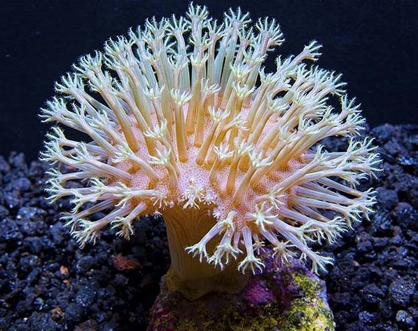 Bisakah Koral Laut Cantik Ini Jadi Obat Kanker?