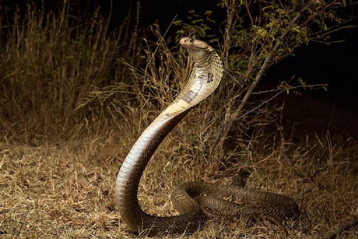 King Kobra Sepanjang 2 Meter Gegerkan Kampus Tarakanita Duren Sawit