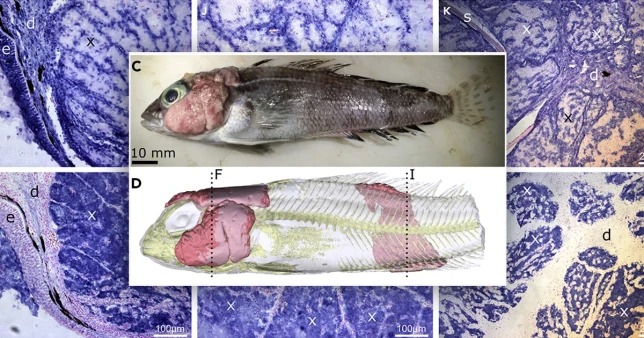 Jadi Mirip Monster, Ikan-ikan di Antartika Alami Tumor Kulit akibat Perubahan Iklim