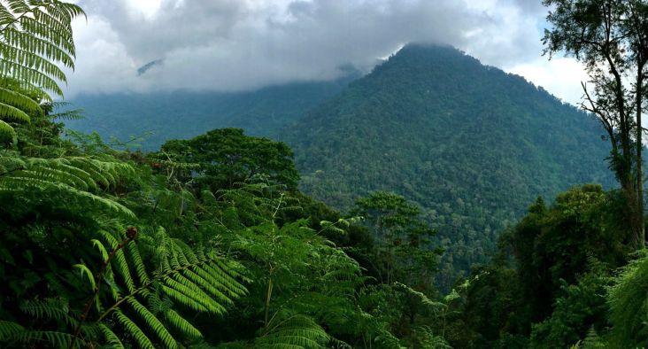 Ilmuwan Temukan Jawaban Kapan Hutan Pertama Muncul di Bumi