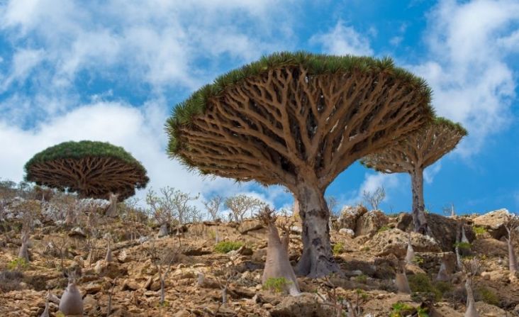 Pohon Darah Naga Pulau Socotra, Flora Endemik Penyembuh Segala Penyakit
