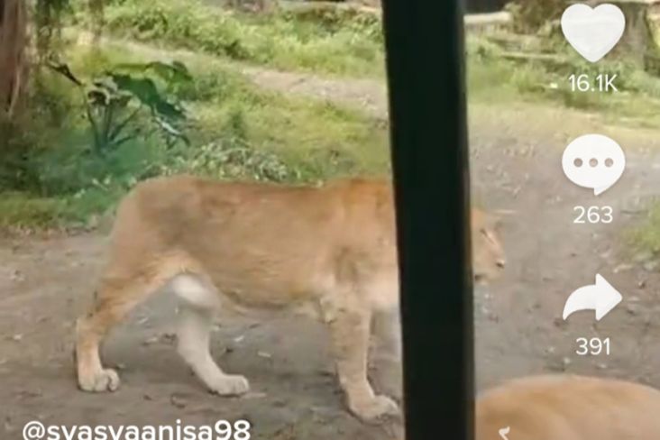 Viral Video Mobil Bolong Digigit Singa di Taman Safari Bogor