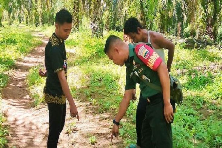 Jejak Harimau Ditemukan di Kebun Sawit, Warga Rokan Hulu Resah