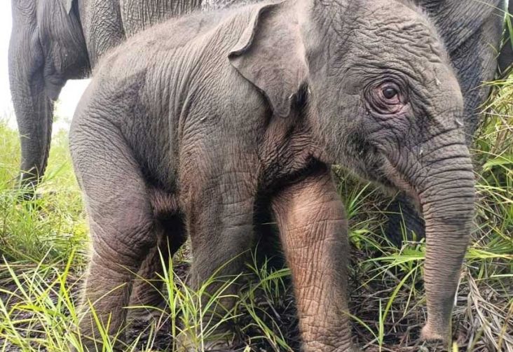 Kabar Gembira, Seekor Bayi Gajah Sumatera Betina Lahir di PLG Padang Pesugihan