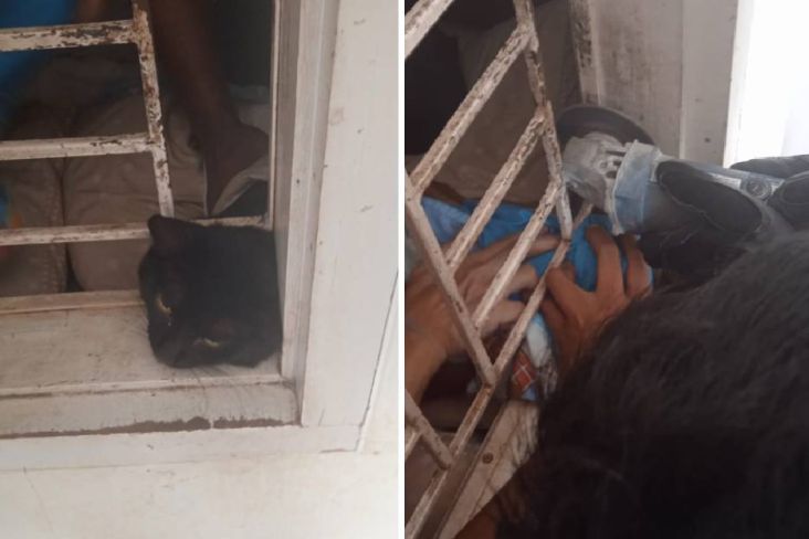 Leher Kucing Ini Terjepit Teralis Jendela Rumah, Evakuasi Berlangsung Dramatis