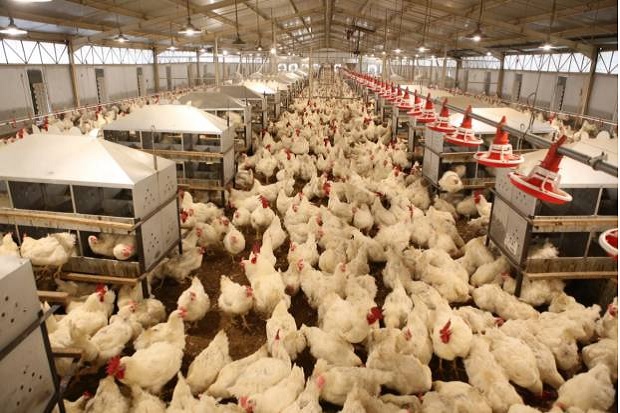 Jaga Harga Ayam, Pembibit Minta Pemerintah Lirik Potensi Lokal