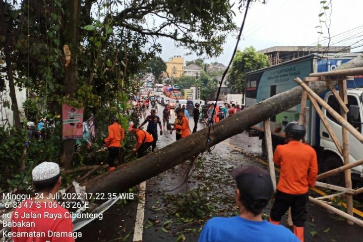 Dipicu Hujan Angin, Pohon Tumbang Timpa Truk Boks di Dramaga Bogor