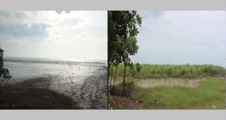 Cegah Abrasi, Pesisir Pantai Utara Pati Ditanami 10.000 Mangrove