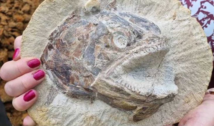 Penemuan Ratusan Fosil Ikan Jurassic di Inggris, Harta Karun Berusia 183 Juta
