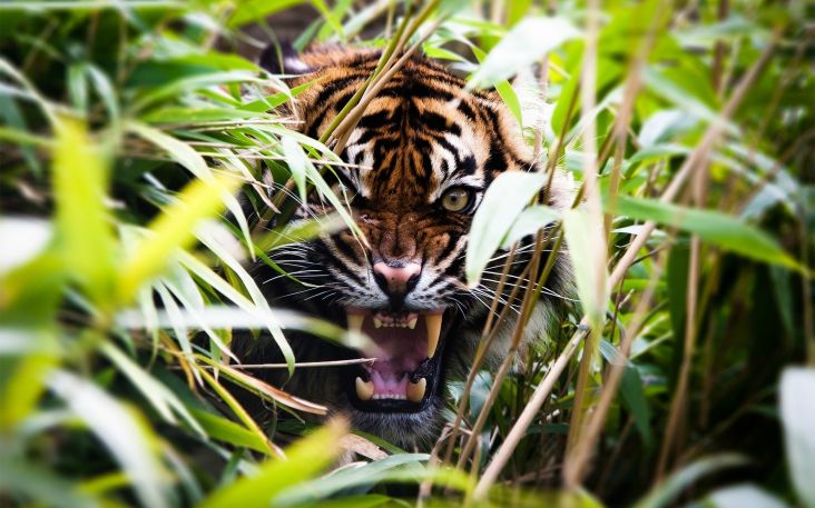 Keaslian Hutan Terjaga, Thailand Memiliki Populasi Harimau Terbanyak