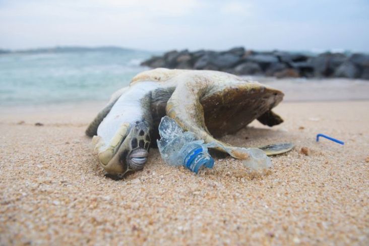 Dorongan Penggunaan Kemasan Sekali Pakai Tak Sejalan Penanganan Sampah Laut