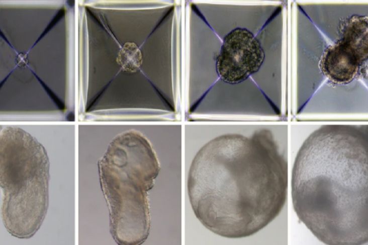 Pertama di Dunia, Ilmuwan Israel Ciptakan Embrio Tanpa Telur, Sperma dan Rahim
